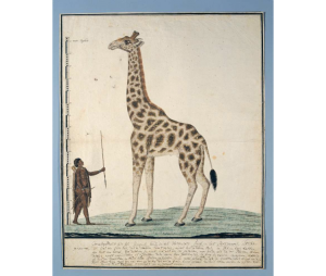 De camelopardalis, de giraffe