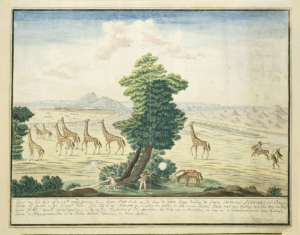 giraffen nabij de Oranje Rivier door Robert Jacob Gordon