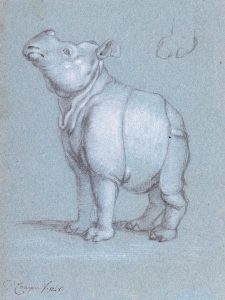 De jonge neushoorn Clara, getekend door Petrus Camper