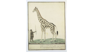 Giraffe van Robert Jacob Gordon