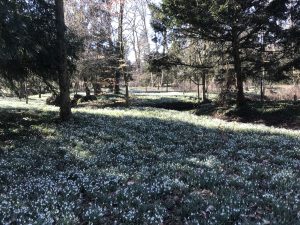 Winterbloemenpracht De Wildenborch